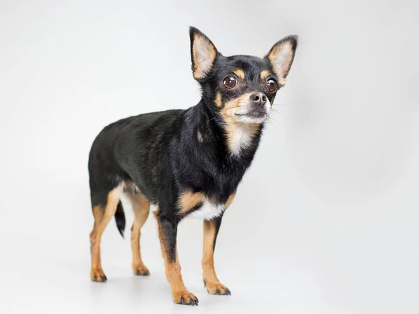 白い背景に黒Chihuahuaのスタジオの肖像画 — ストック写真