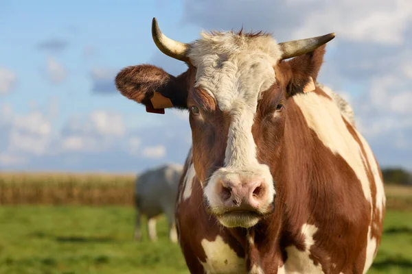 Gros Plan Tête Une Vache Blanche Brune — Photo