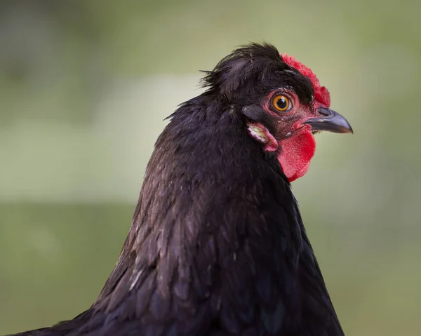 Close Headshot Black Chicken — Stock Photo, Image