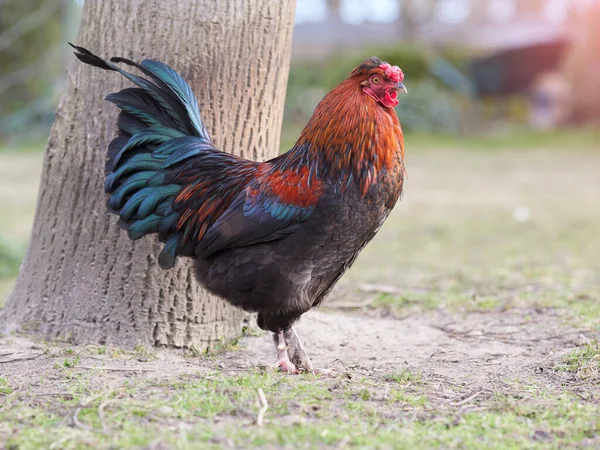 庭の木の横にある赤茶色のカラフルな鶏 — ストック写真