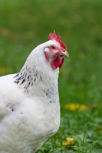 Fehér Csirke Közelről Elszigetelt Elmosódott Zöld Háttér — Stock Fotó