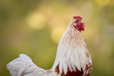 Beyaz horoz sıcak ve bulanık arka planda ötüyor