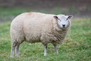 Beyaz Flaman koyunu çayırda