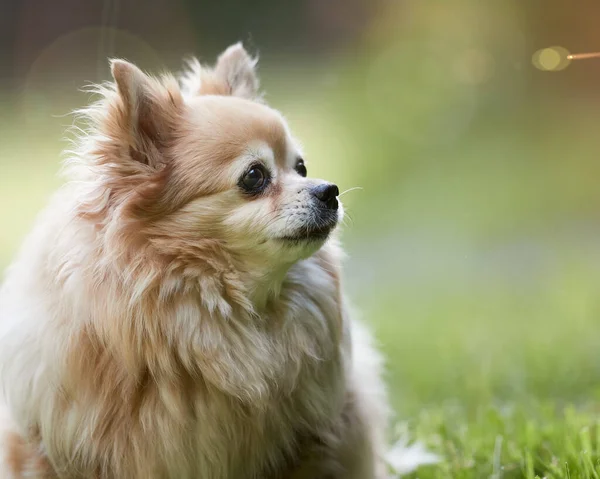 Close Retrato Marrom Bonito Chihuahua — Fotografia de Stock
