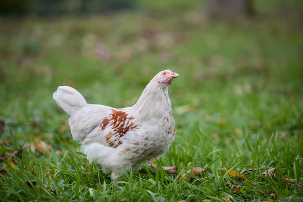 Genç Beyaz Tavuk Bahçeye Doğru Bakıyor — Stok fotoğraf