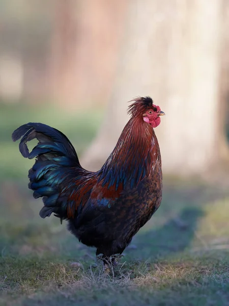 Red Rooster Blurred Background Garden — Stock Photo, Image