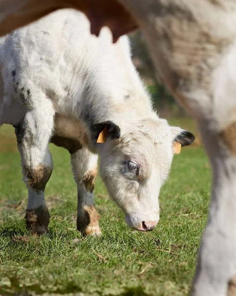 White Bull Calf Next Mother Cow — Stock Photo, Image
