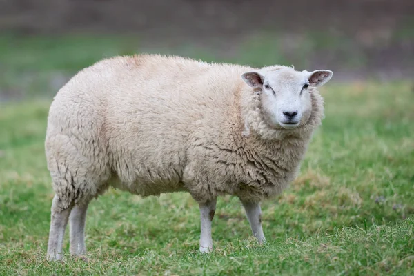 Weiße Flämische Schafe Auf Der Weide — Stockfoto