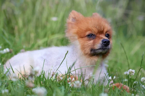 Pomeranian Cachorro Hierba — Foto de Stock