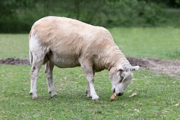 新毛白色佛兰德羊在草地上吃 — 图库照片