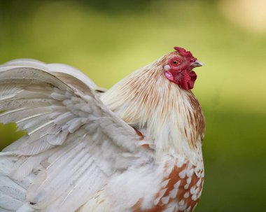 Beyaz horozun kanatlarını açmasına yakın, bulanık arka planda izole edilmiş.