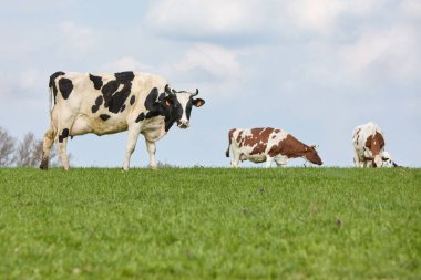 Çayır inekleri sürüsü 