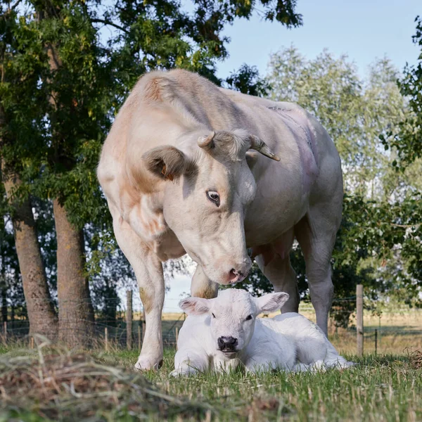 Vaca Branca Com Bezerro Recém Nascido Prado — Fotografia de Stock