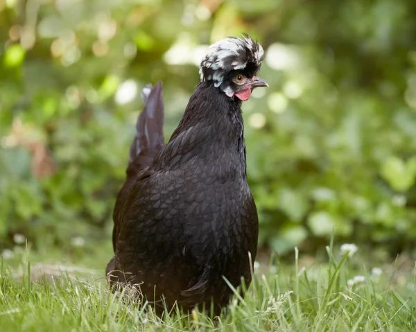 庭で黒ポーランド鶏フリー — ストック写真