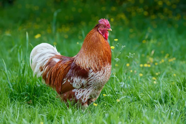 花园高草中的红褐色公鸡 — 图库照片