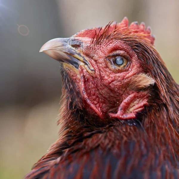 Öreg Vörös Csirke Szürkehályog Vak Szemében — Stock Fotó