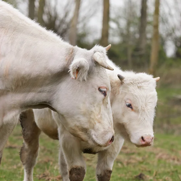 Cabeça Vaca Seu Bezerro Branco Jovem — Fotografia de Stock