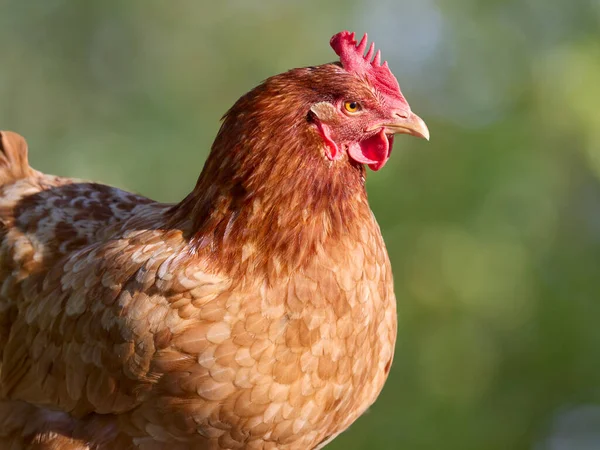 Barna Sussex Csirke Közelsége — Stock Fotó