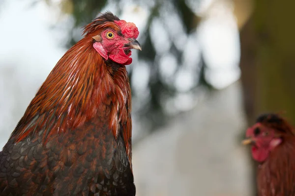 赤茶色の鶏の頭の閉鎖とともに 他の鶏が背景にぼやけている — ストック写真