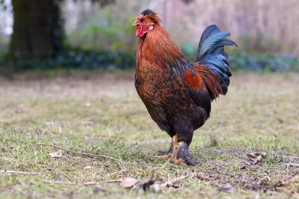 庭の赤い茶色の鶏のフリーレンジ — ストック写真