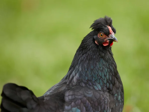 Closeup Head Young Black Poland Chicken — Stock Photo, Image