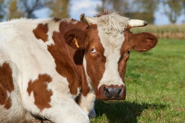 Close Headshot Vaca Branca Marrom — Fotografia de Stock
