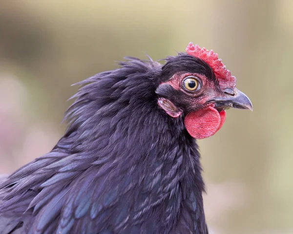 Közelkép Egy Fiatal Fekete Csirkéről — Stock Fotó