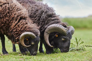 İki kahverengi erkek koyun çayırda otluyor.