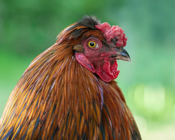 Close Portrait Rooster — Stock Photo, Image