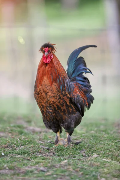 Rooster Farm Isolated Blurred Background — Stock Photo, Image