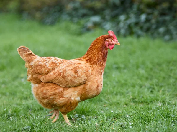 Barna Sussex Csirke Kertben — Stock Fotó