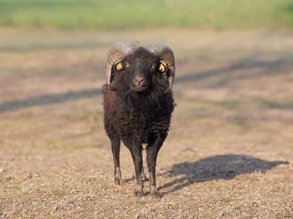 Kahverengi Erkek Otlakta Koyundan Hızlı Koşuyor — Stok fotoğraf