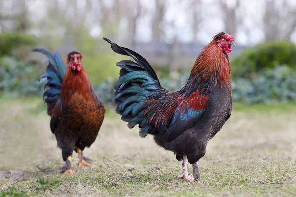 庭に2人の赤い雄鶏 — ストック写真
