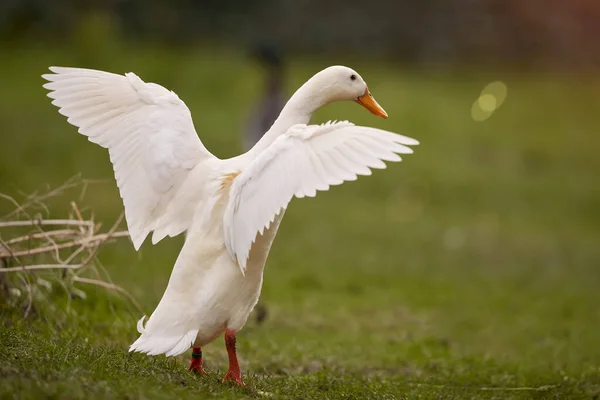 Bahçedeki beyaz Hintli ördek kanatlarını açıyor.