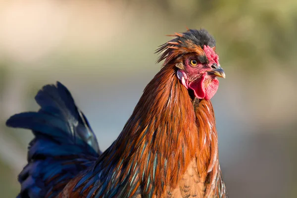 ぼやけている背景に隔離された赤い茶色の鶏の閉鎖 — ストック写真