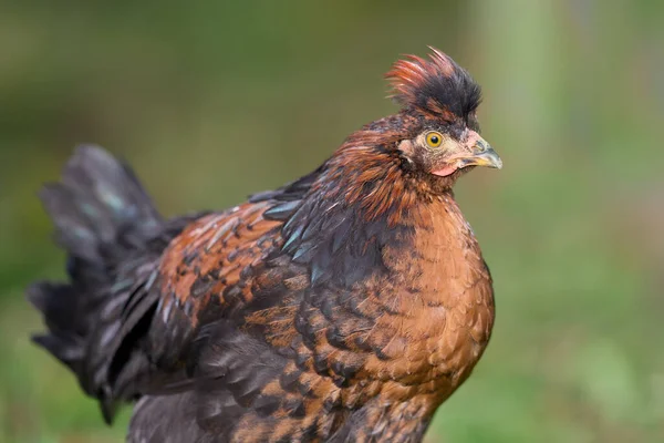 Fiatal Barna Csirke Lengyelország Csirke Homályos Háttér — Stock Fotó