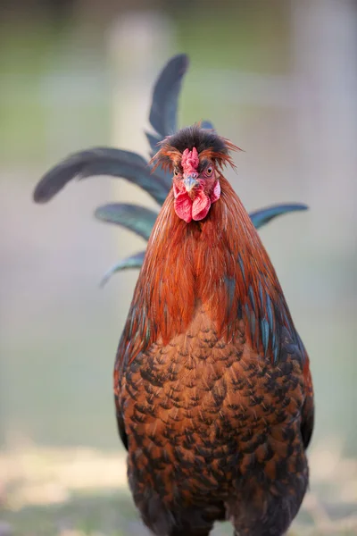 若い茶色の雄鶏の正面図はぼんやりとした背景で孤立している — ストック写真