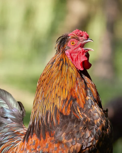 庭のぼやけた背景に隔離された赤い鶏の群生の終わり — ストック写真