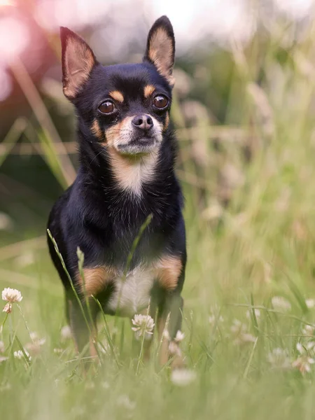 Young Black Chihuahua Isolated Garden Stock Image