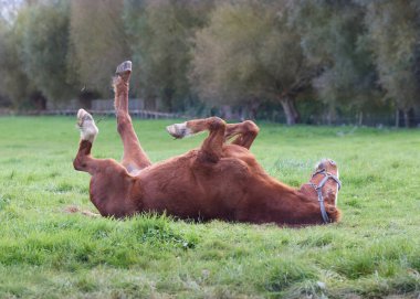 Aygır bacakları havada çayırlarda.