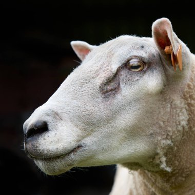 İzole edilmiş beyaz bir koyunun kafasının yakın portresi. 