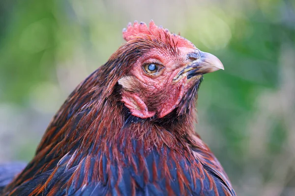 Közelkép Egy Vak Csirkéről Szürkehályog Szemében — Stock Fotó