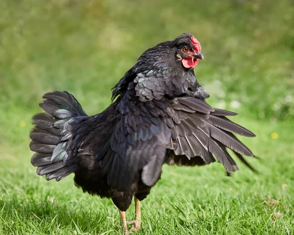 Svart Kyckling Sprider Vingar Trädgården — Stockfoto