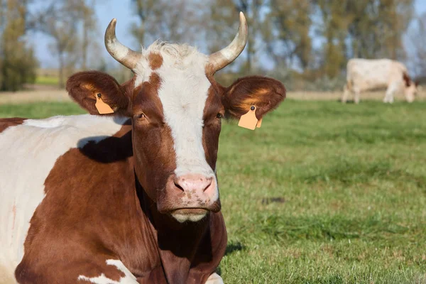 Close Retrato Cabeça Vaca Branca Marrom — Fotografia de Stock