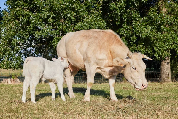 Vaca Blanca Ternera Bebiendo Ubre — Foto de Stock
