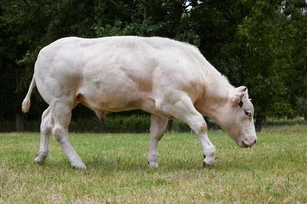 Vache Blanche Sur Prairie — Photo