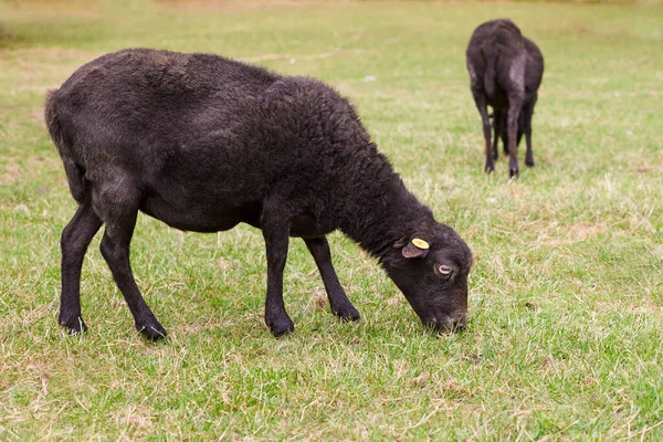 Дві Безперервні Вівці Щойно Випасані Пасовища — стокове фото