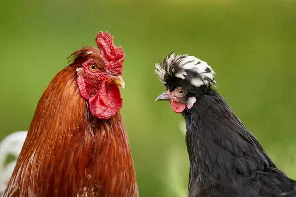 赤の雄鶏と黒の雌鶏の二重肖像画は ぼやけた背景に隔離されました — ストック写真