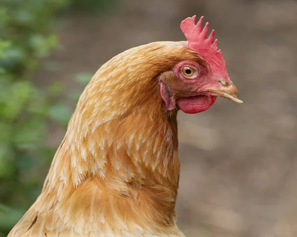 Egy Csirke Közelsége — Stock Fotó