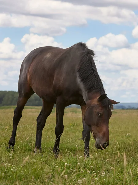 Braunes Pferd Auf Der Weide — Stockfoto